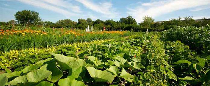 "meine ernte" bietet den eigenen Gemüsegarten zum Mieten